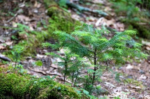 植物の苗木 知床五湖,苗木,初夏の写真素材