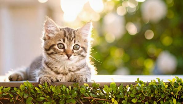 かわいい子猫 子ねこ ペット かわいい子猫 子ねこ ペットの写真
