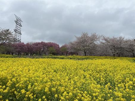 桜と菜の花 桜と菜の花 春,桜,菜の花の写真素材