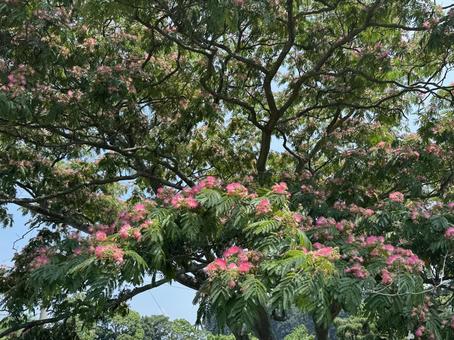 Early summer alder tree, JPG Early summer alder tree, JPG