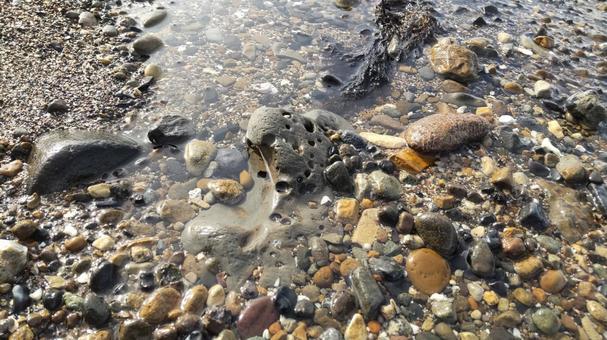 多孔石 多孔石 多孔石,石,海の石の写真素材