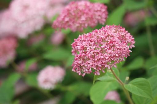 赤いアメリオノリノキの花のアップ 赤いアメリオノリノキの花のアップの写真