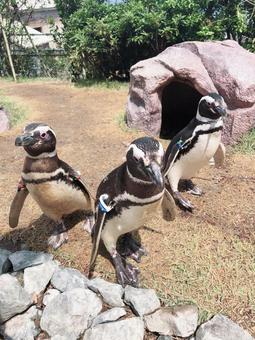 ペンギン ペンギン ペンギン,可愛い,戦隊ヒーローの写真素材
