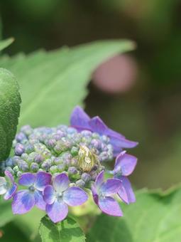 紫陽花とササグモ 紫陽花とササグモの写真