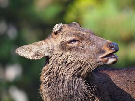 角を切られた雄鹿の横顔 哺乳類,草食動物,奈良県奈良市の写真素材
