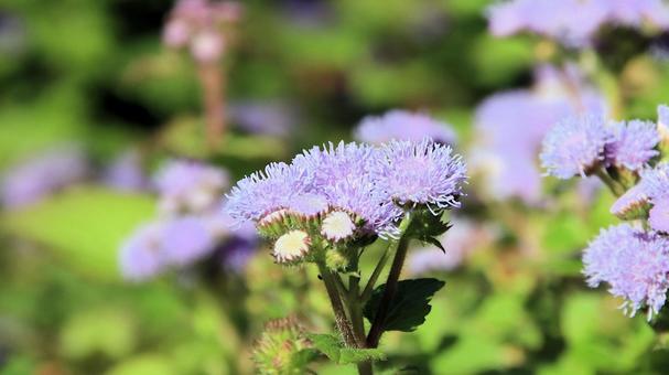 秋の花壇で見つけたカッコウアザミ カッコウアザミ,花,秋の写真素材