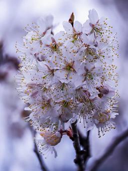 寒桜のある風景 寒桜のある風景の写真