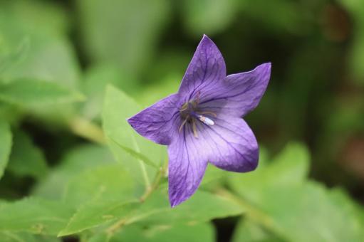桔梗の紫色の花びらの花のアップ 桔梗の紫色の花びらの花のアップ 桔梗,紫色,花びらの写真素材