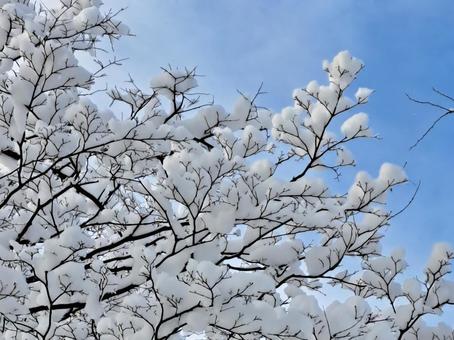 初雪 初雪 空と雪,雪,冬の写真素材