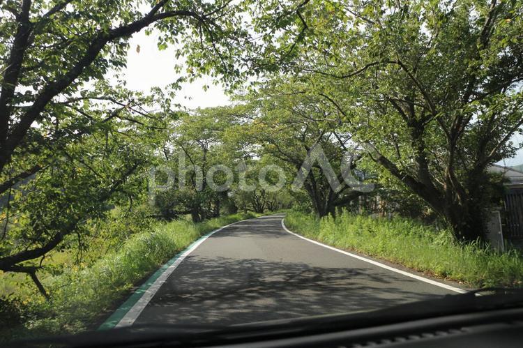真夏の桜並木道 並木道,木陰,日陰の写真素材