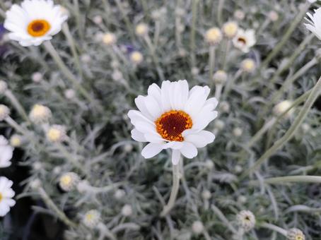 白い花 白い花の写真