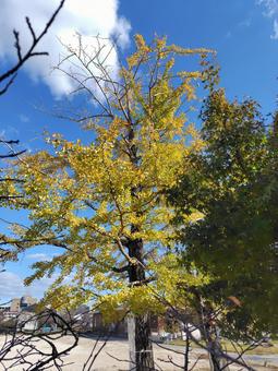 イチョウ 秋,銀杏,自然の写真素材