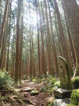 熊野古道中辺路 熊野古道中辺路の写真