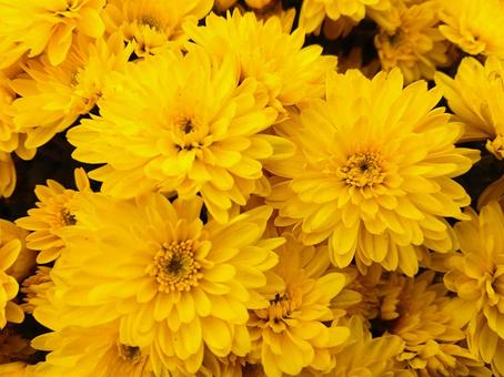 小菊 黄色 小菊 黄色 菊,花,植物の写真素材