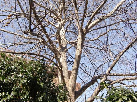 プラタナスの木-1 プラタナスの木-1の写真