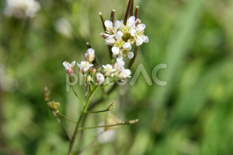 ナズナ・薺・ペンペングサ 野草,マクロ,総状花序の写真素材