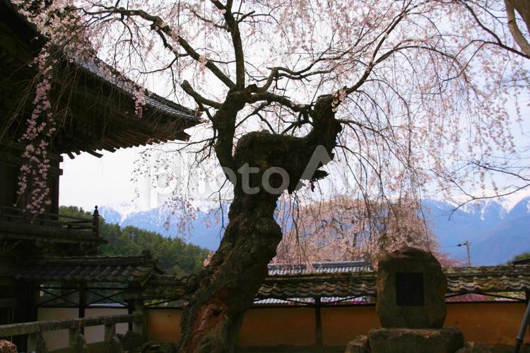 桜咲く信州 さくら,はな,サクラの写真素材