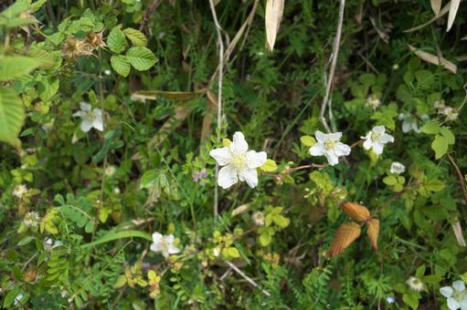 野いちごの花 花,うつくしい,華の写真素材