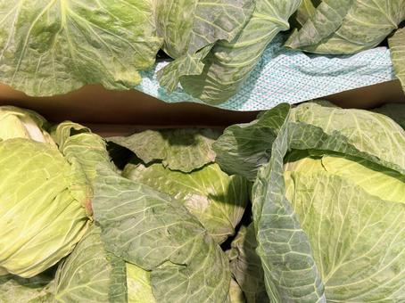 キャベツ スーパーマーケット,スーパー,食料品売り場の写真素材