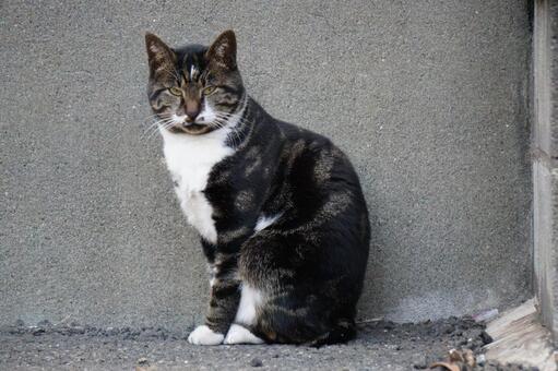 街中で見かけた野良ねこ10　猫素材　背景 ネコ,野良猫,可愛いの写真素材