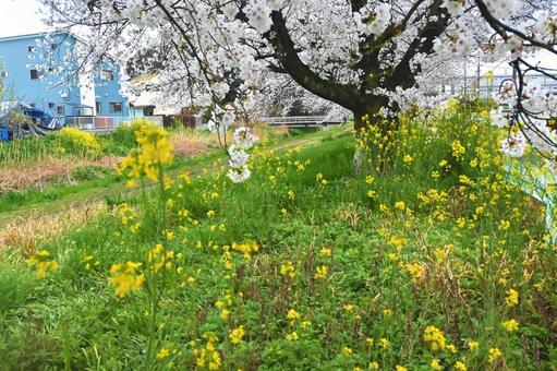 菜の花と桜 菜の花と桜の写真