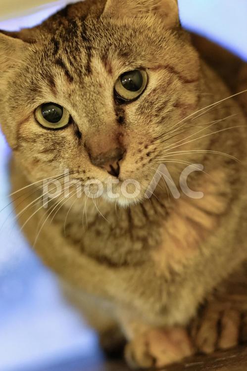 釜山で出会った猫たちが可愛すぎた 釜山,プサン,busanの写真素材