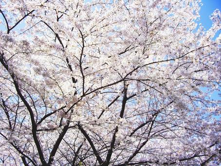 桜の花02 桜の花02の写真