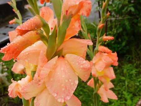 グラジオラス グラジオラスの写真