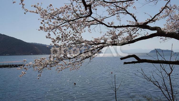 奥琵琶湖の桜　2024年㉑ 桜,滋賀県,奥琵琶湖の写真素材