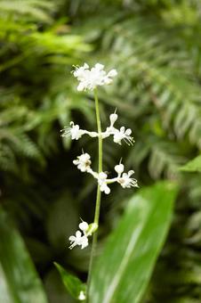 ヤブミョウガの白い花 3 ヤブミョウガの白い花 3 ヤブミョウガ,薮茗荷,polliaの写真素材