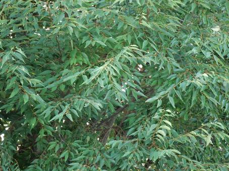 Photo, leaf, green, wood, 
