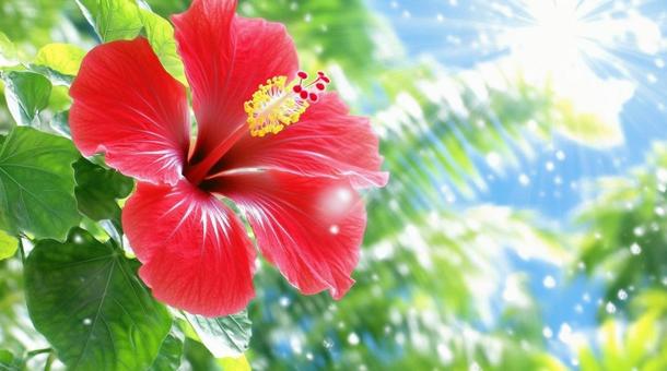 ハイビスカス 04の写真