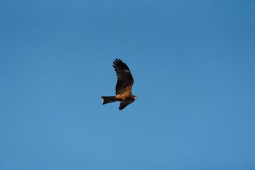 大空からこちらをじっと見つめるトビ 大空からこちらをじっと見つめるトビ トビ,猛禽類,野鳥の写真素材