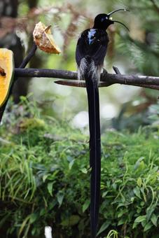 チャイロカマハシフウチョウの写真