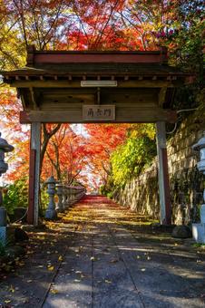 称名寺の紅葉⑽ 秋,紅葉,称名寺の写真素材