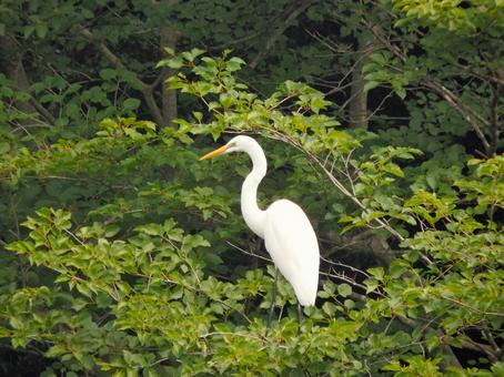 Photo, daisuke, bird, birds, 