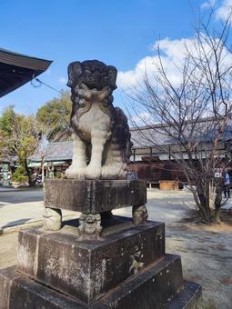 狛犬 京都市 今宮神社 狛犬 京都市 今宮神社 今宮神社,狛犬,神社の写真素材