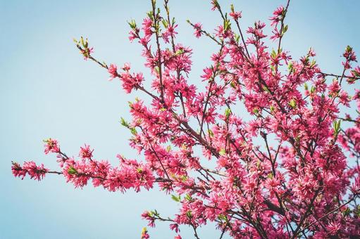 青空の下の梅 春,濃いピンク,春の背景の写真素材