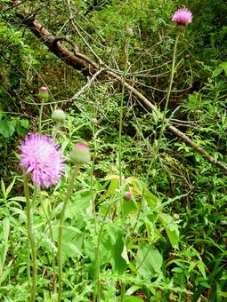 Blooming thistle, JPG Blooming thistle, JPG