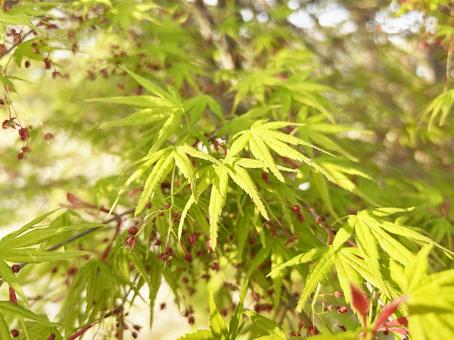 Close-up of green maple leaves bathed in sunlight, JPG Close-up of green maple leaves bathed in sunlight, JPG