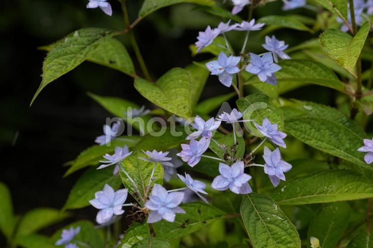 ヤマアジサイ（七段花） ヤマアジサイ,七段花,あじさいの写真素材