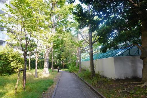 マンションの小道 マンションの小道 木,木漏れ日,木々の写真素材