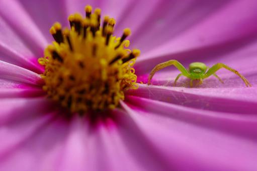Photo, flower spider, ebrechtella spider, insect, 