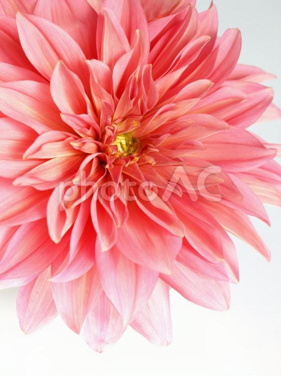 大輪のダリア、クローズアップ、白背景 ダリア,１輪,ピンクの写真素材
