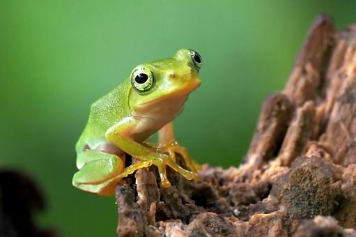 シュレーゲルアオガエル２ シュレーゲルアオガエル,蛙,両生類の写真素材