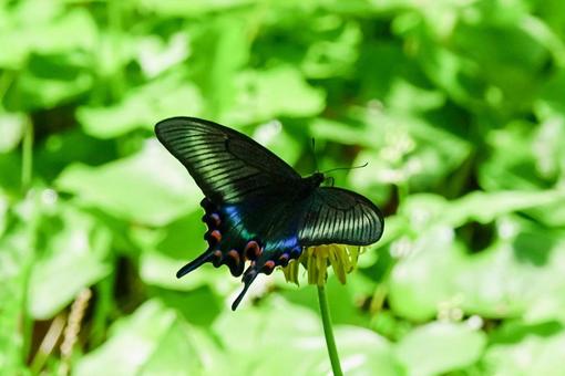 新緑とカラスアゲハ 新緑とカラスアゲハの写真