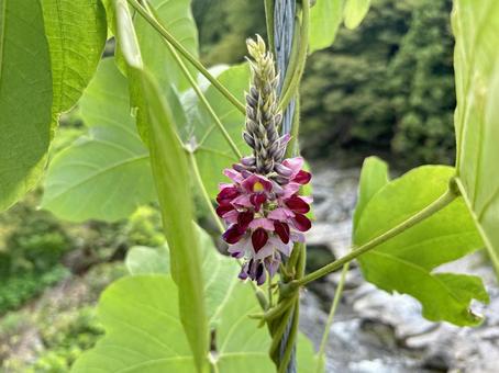 葛 葛 葛,雑草,蔓性の写真素材