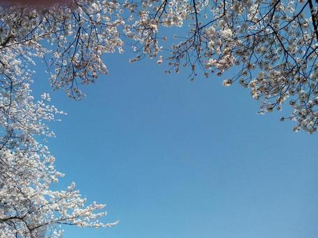 さくら 桜 さくら 桜の写真