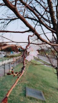 しぶとく咲くの写真