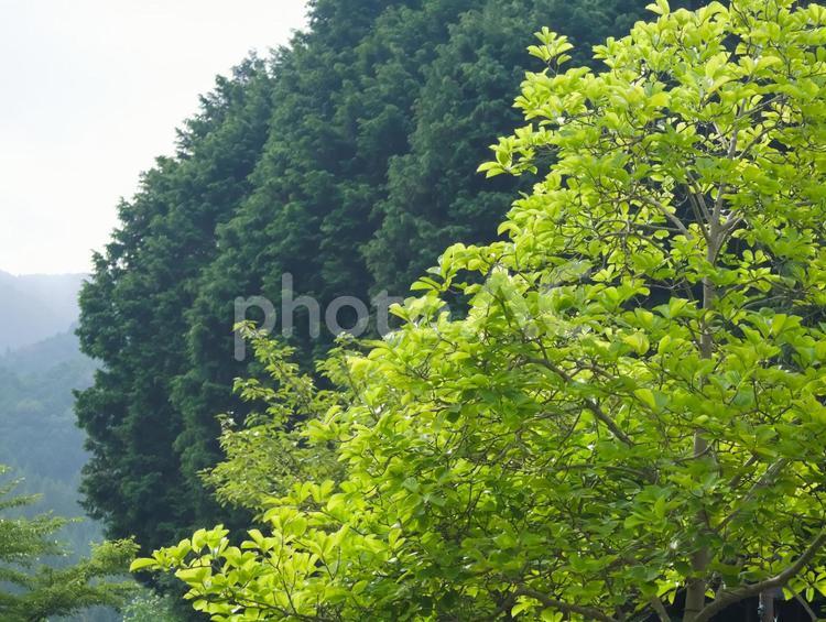 森林の風景 樹木,自然,背景の写真素材